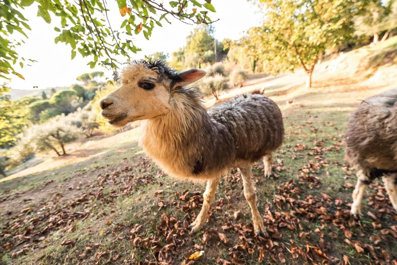 Alpaca Country House 蓬泰代拉